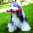 KONG Squeezz stick L