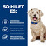 HILL'S Prescription Diet w/d Diabetes Care Chicken Adult 10 kg