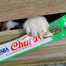 INABA Churu Cat cremiges Katzenleckerli mit Huhn und Thunfisch 4x14g