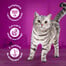 WHISKAS Adult 52x85g Creamy Variations Nassfutter für ausgewachsene Katzen in Sauce mit: Huhn und Gemüse, Lamm und Pute