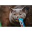 INABA Churu Cat Creme Katzenleckerli Thunfisch und Jakobsmuscheln 56 g