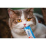 INABA Churu Cat cremiges Katzenleckerli mit Huhn und Krabben 56 g