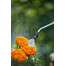 GARDENA Drucksprüher 5 l Comfort