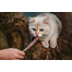 INABA Churu Cat cremiger Thunfisch und Lachs Katzenleckerli 56 g