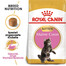 ROYAL CANIN Maine Coon Kitten 6x400 g