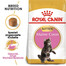 ROYAL CANIN Maine Coon Kitten 12x400 g
