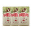 CARNILOVE True Fresh Duck Puppies Trockenfutter mit Ente für Welpen aller Rassen getreidefrei 3x4 kg