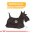 ROYAL CANIN Mini Dermacomfort 10 kg