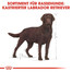 ROYAL CANIN Labrador Retriever Adult Sterilised Trockenfutter für kastrierte Hunde 3 kg
