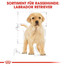 ROYAL CANIN Labrador retriever junior 12+2 kg gratis