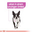 ROYAL CANIN RELAX CARE MINI Trockenfutter für kleine Hunde in unruhigem Umfeld 1 kg