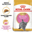ROYAL CANIN British Shorthair Kittenfutter trocken für BKH Kätzchen 10 kg
