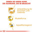 ROYAL CANIN Dachshund Adult Hundefutter nass für Dackel 12 x 85 g