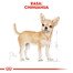 ROYAL CANIN Chihuahua Adult Hundefutter trocken 3 kg