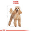ROYAL CANIN Poodle Adult Hundefutter trocken für Pudel 3 kg