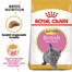 ROYAL CANIN British Shorthair Kittenfutter trocken für BKH Kätzchen 20 kg (2 x 10 kg)
