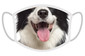 FERA Schutzmaske Border Collie